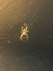 Araneus