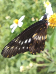 Catasticta flisa flisa