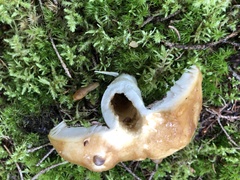 Russula fragrantissima