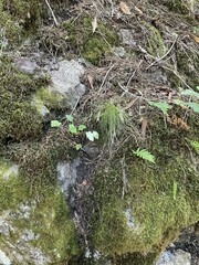 Festuca occidentalis