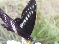 Catasticta flisa flisa