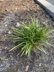 Ophiopogoneae