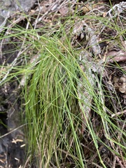 Festuca occidentalis