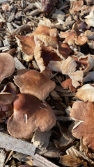 Gymnopus brassicolens