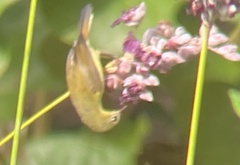Nectariniidae