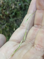 Festuca occidentalis