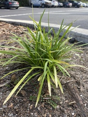 Ophiopogoneae