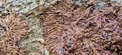 Anaptychia runcinata