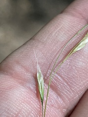 Festuca occidentalis
