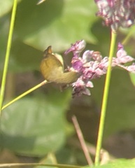 Nectariniidae