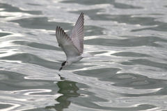 Calidris subminuta