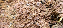 Anaptychia runcinata