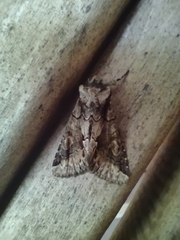 Allophyes oxyacanthae