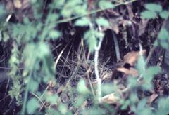 Junco hyemalis thurberi