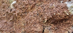 Anaptychia runcinata