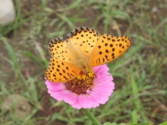 Argynnis hyperbius