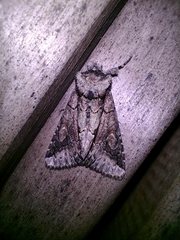 Allophyes oxyacanthae