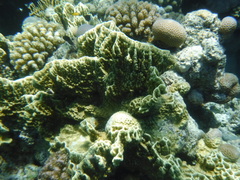 Millepora platyphylla