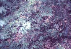 Junco hyemalis thurberi