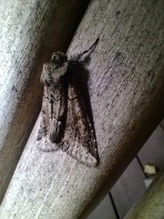 Allophyes oxyacanthae