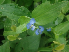 Commelina