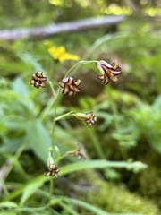 Anticlea occidentalis