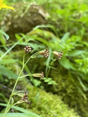 Anticlea occidentalis