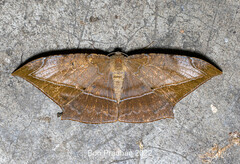 Dalima schistacearia