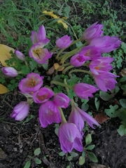 Colchicum speciosum