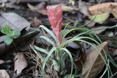 Tillandsia paraensis
