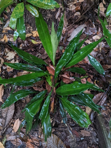 Hanguana neglecta, photograph 6