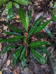 Hanguana neglecta, photograph Caleb Catto, CC BY, iNaturalist via GBIF