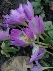 Colchicum speciosum