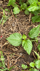 Malvastrum coromandelianum