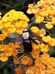 Neoxylocopa