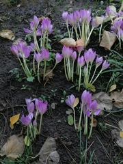 Colchicum speciosum