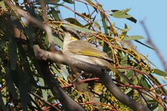 Gavicalis virescens