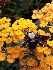 Neoxylocopa