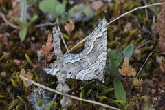 Chrysolarentia cryeropa