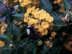 Neoxylocopa