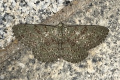 Ophthalmitis herbidaria