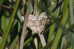 Chrysolarentia cryeropa