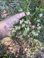 Brickellia eupatorioides
