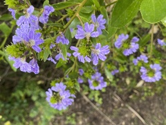 Scaevola crassifolia