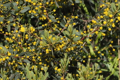 Acacia