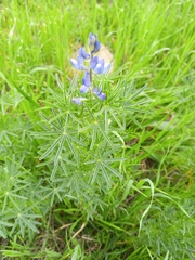 Lupinus angustifolius
