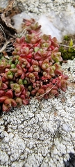 Sedum anglicum