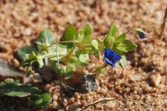 Lysimachia arvensis caerulea