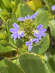 Scaevola crassifolia