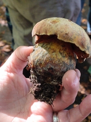 Suillellus luridus